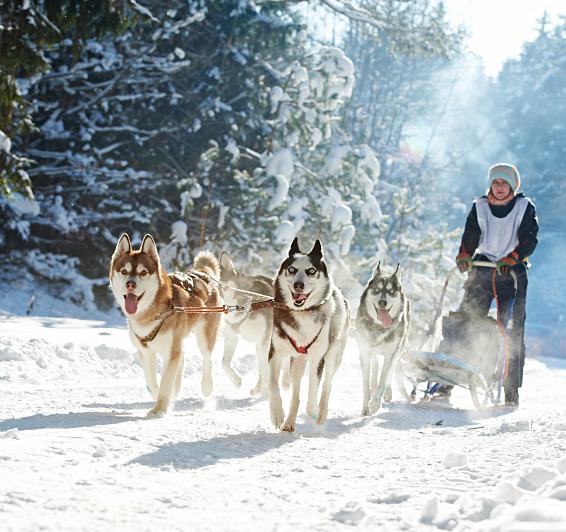 Mushing en Tuixent-La Vansa